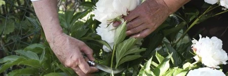 Нож садовый Opinel №10, нержавеющая сталь, с изогнутым лезвием, блистер, 000657